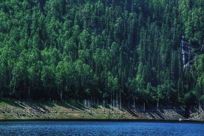 Scenic view of forest