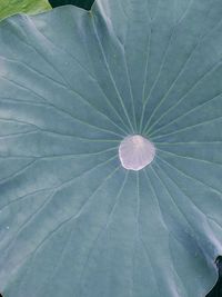 Full frame shot of lotus leaves