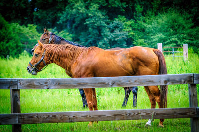 Horse grazing on field