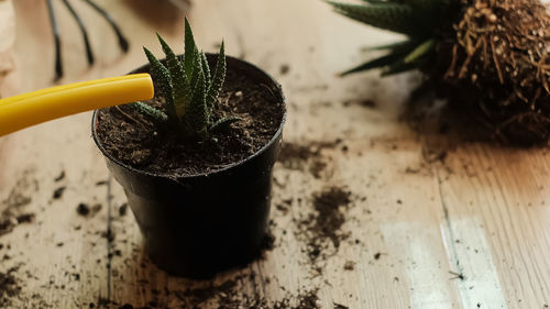 Close-up of potted plant on table