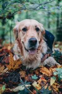 Portrait of dog with dry leaves