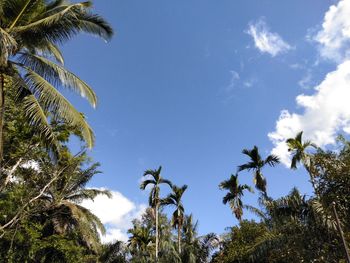 Low angle view of coconut palm trees against blue sky