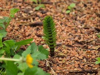 High angle view of plant growing on field