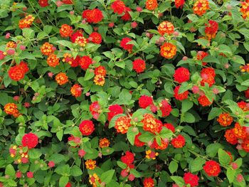 Close-up of red flowering plants