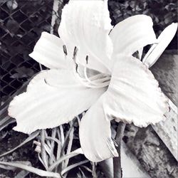 Close-up of a flower