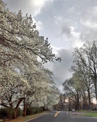 Road amidst trees against cloudy sky