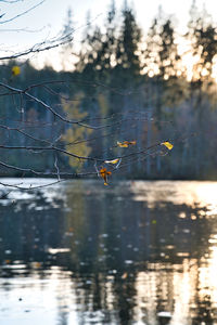 Birds flying over lake