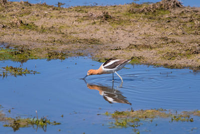 Side view of a bird in water