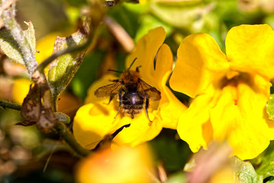 Close-up of bee pollinating on yellow flower