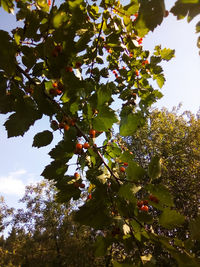 Low angle view of flowering tree against sky