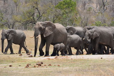 Elephants on the field