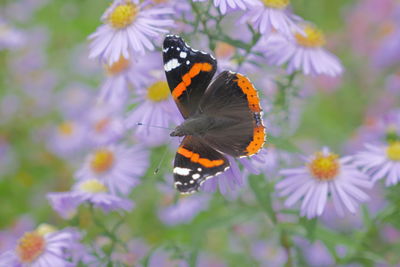 Butterfly on purple daisy flowers. overhead shot.