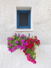 Close-up of pink flowering plant against window of building