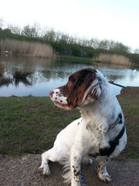 Dog relaxing in water