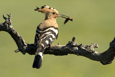 Low angle view of bird perching on branch