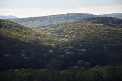 Scenic view of tree mountains against sky