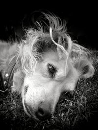 Close-up portrait of dog lying down on grass