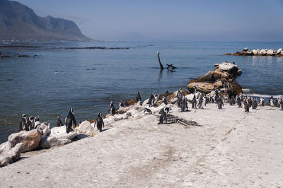 Penguins against sea