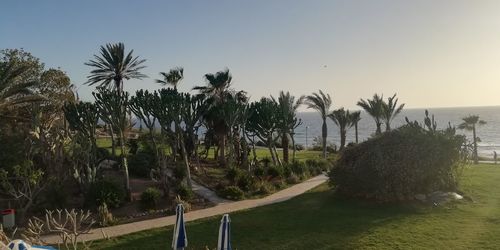 Palm trees by sea against clear sky