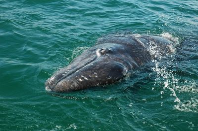 High angle view of gray whale swimming in sea