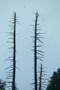 Low angle view of a plant against the sky
