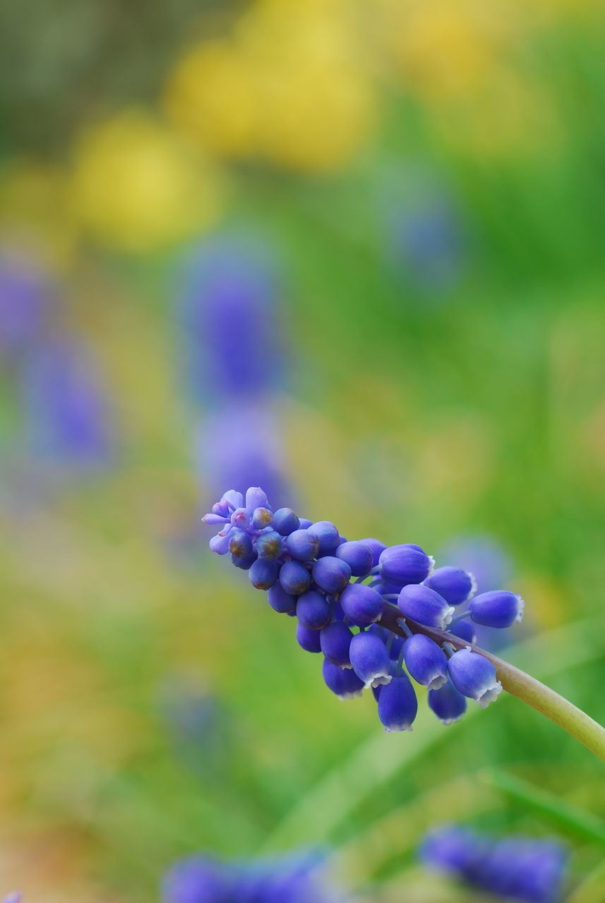 flower, fragility, freshness, purple, beauty in nature, nature, focus on foreground, growth, close-up, flower head, petal, plant, no people, blooming, day, outdoors