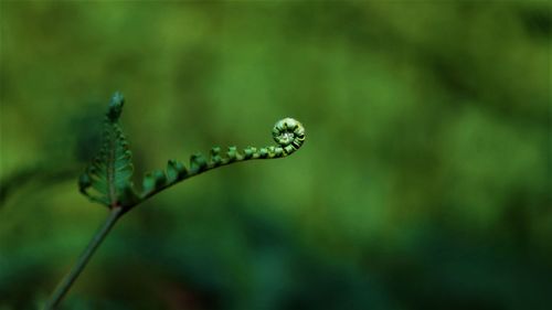 Close-up of fresh green plant