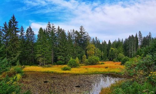 Scenic view of forest against sky