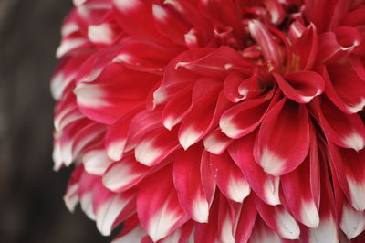 Close-up of dahlia