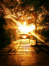 Sun shining through trees