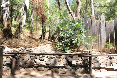 Trees growing in forest