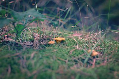 Close-up of crab on grass