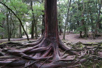 Trees in forest