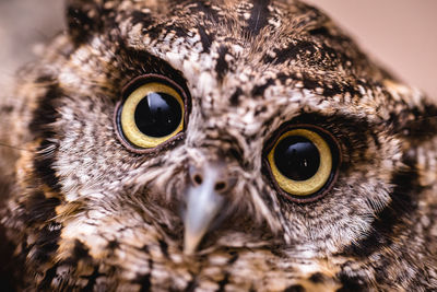 Close-up portrait of a owl