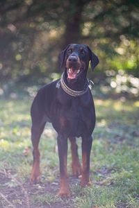 Dog standing on field