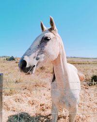 View of a horse on field