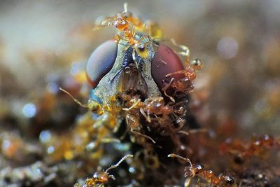 Close-up of dead housefly surrounded by ants