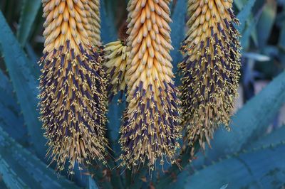 Close-up of plant against blue sky