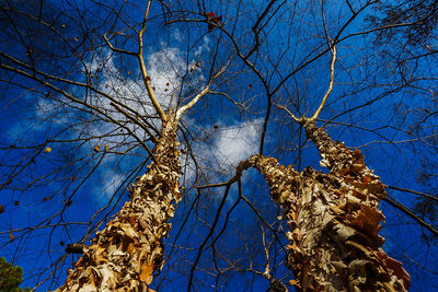 Low angle view of bare trees against blue sky