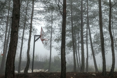 Man standing in forest