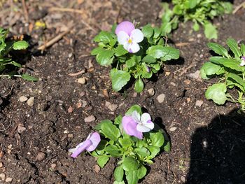 High angle view of flowering plants growing on field