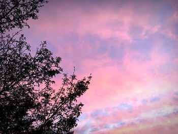 Low angle view of pink flowering plant against cloudy sky