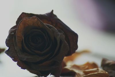 Close-up of wilted rose