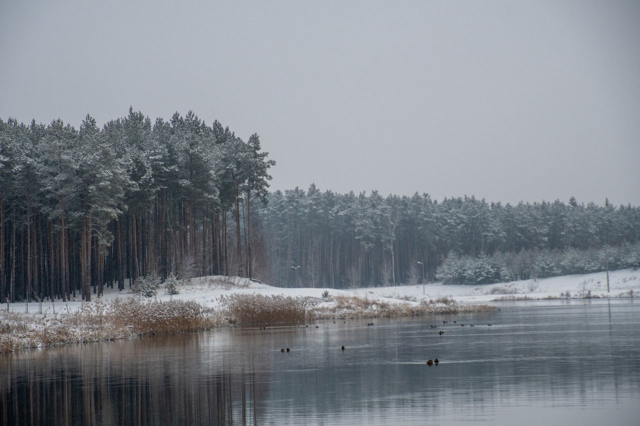 TREES BY LAKE AGAINST SKY DURING WINTER