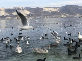 Seagulls flying over sea