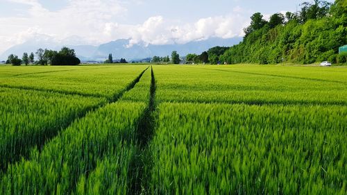 Scenic view of agricultural field against sky