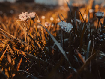 Close-up of wilted flower on field