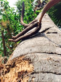 Close-up of tree trunk