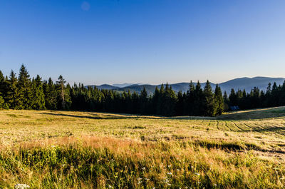 Scenic view of forest against clear sky