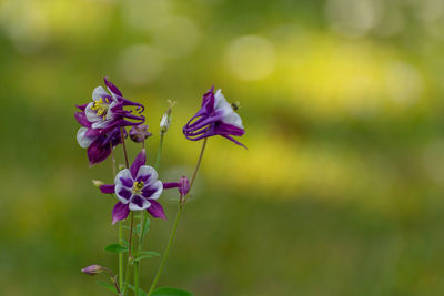 Close-up of purple flowering plant on field